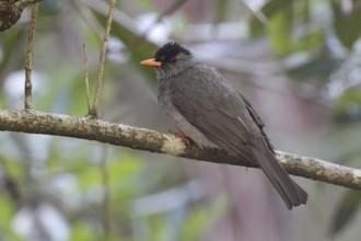 Malagasy Bulbul (Hypsipetes madagascariensis), Isalo, Madagascar