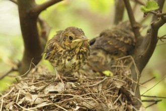 Song Thrush (Turdus philomelos) chick, Lower Saxony, Germany