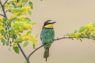 Bienenfresser (Merops apiaster) European Bee Eater