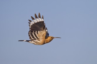Eurasian Hoopoe (Upupa epops) flying, Lake Hovsgol, Mongolia