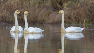 Whooper Swan (Cygnus cygnus), Saxony-Anhalt, Germany