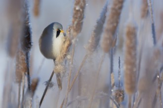 Bearded Reedling (Panurus biarmicus) male feeding on cattail seed, Thuringia, Germany