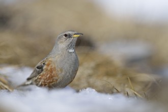 Alpine Accentor (Prunella collaris), Valais, Switzerland