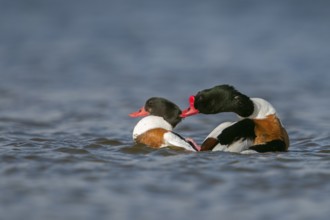 Common Shelduck (Tadorna tadorna) pair, Netherlands