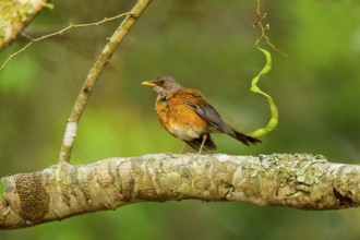 Rufous-backed Robin Turdus rufopalliatus El Tuito, Jalisco, Mexico 9 June Adult Turdidae