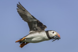 Atlantic Puffin (Fratercula arctica) flying with sandeels in bill, Farne Islands, United Kingdom