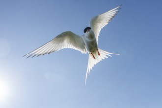 Arctic Tern (Sterna paradisaea), flying, Farne Islands, United Kingdom