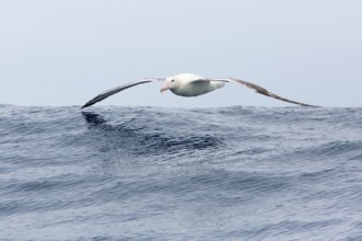 Wandering Albatross (Diomedea exulans) flying, Victoria, Australia