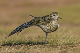 European Golden Plover (Pluvialis apricaria) stretching wing, Schleswig-Holstein, Germany