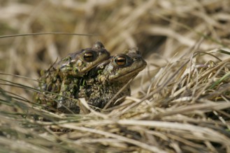 European Toad (Bufo bufo) female carrying male on its back, Brandenburg, Germany