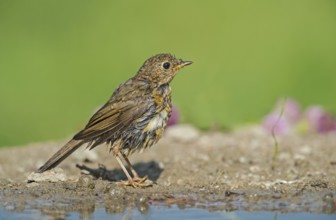 European Robin (Erithacus rubecula) juvenile at a waterhole, Aosta Valley, Italy