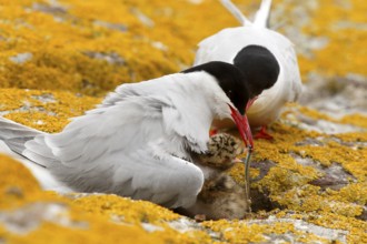 Arctic Tern (Sterna paradisaea) pair feeds chick, Farne Islands, United Kingdom
