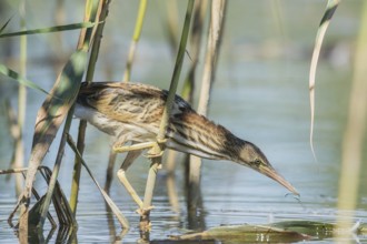 Zwergdommel (Ixobrychus minutus) Little Bittern