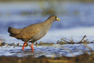 Black-tailed Nativehen (Tribonyx ventralis), Victoria, Australia