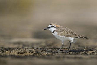 Kentish Plover (Charadrius alexandrinus), Fuerteventura, Spain