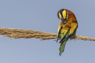 European Bee-eater (Merops apiaster) preening, Eilat, Israel