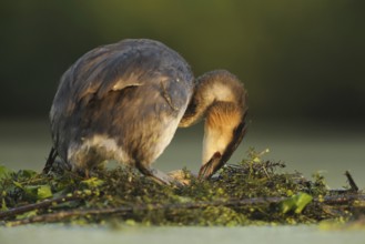 Great Crested Grebe (Podiceps cristatus) nest, North Rhine-Westphalia, Germany