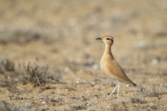 Cream-colored Courser (Cursorius cursor), Lanzarote, Spain