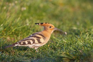 Eurasian Hoopoe (Upupa epops), Hungary