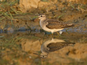 Wood Sandpiper (Tringa glareola), Phetchaburi, Thailand