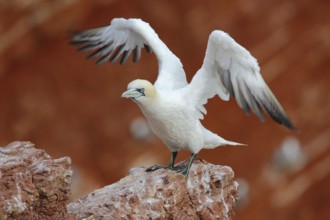 Northern Gannet (Morus bassanus), Schleswig-Holstein, Germany