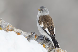 White-winged Snowfinch (Montifringilla nivalis), Valais, Switzerland