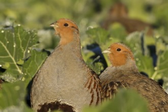 Grey Partridge (Perdix perdix), Thuringia, Germany