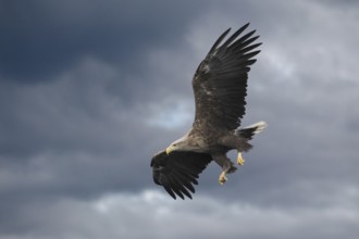 Seeadler; lat. Haliaeetus albicilla; am sehr dunklem Himmel zum Jagdflug startend über dem
