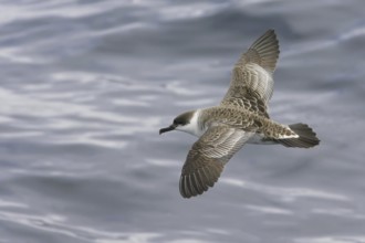 Great Shearwater (Ardenna gravis), South Australia, Australia