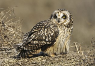 Short-eared Owl (Asio flammeus), British Columbia, Canada