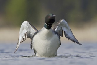 Great Northern Loon (Gavia immer), British Columbia, Canada