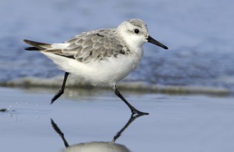 Sanderling (Calidris alba), British Columbia, Canada