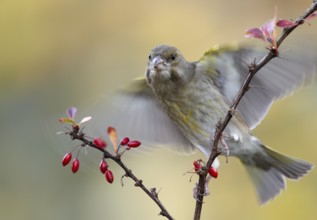 European Greenfinch (Chloris chloris), Mecklenburg-Western Pomerania, Germany