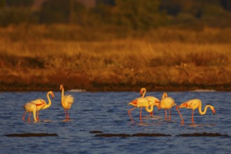Greater Flamingo (Phoenicopterus roseus), Greece