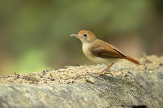 Ferruginous Babbler (Trichastoma bicolor), Pahang, Malaysia