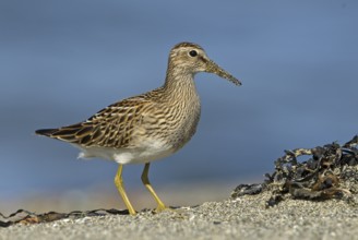 Pectoral Sandpiper (Calidris melanotos), British Columbia, Canada