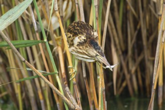 Little Bittern (Ixobrychus minutus) juvenile carrying fish in bill, Thuringia, Germany