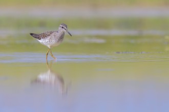 Wood Sandpiper (Tringa glareola) foraging, Lazio, Italy