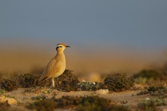 Cream-colored Courser (Cursorius cursor), Fuerteventura, Spain