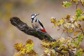 Great Spotted Woodpecker (Dendrocopos major) male, Asturias, Spain