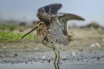 Common Snipe (Gallinago gallinago), Schleswig-Holstein, Germany
