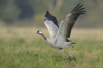 Common Crane (Grus grus), Mecklenburg-Western Pomerania, Germany