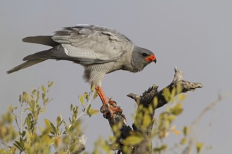 Pale Chanting Goshawk (Melierax canorus), Oshikoto, Etosha National Park, Namibia