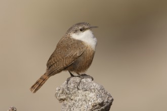 Canyon Wren (Catherpes mexicanus) male, California, USA