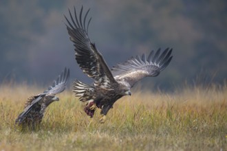 White-tailed Eagle (Haliaeetus albicilla) flying, Kutno, Poland