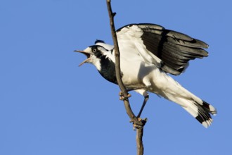 Magpie-Lark (Grallina cyanoleuca) female calling, New South Wales, Australia