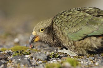 Kea (Nestor notabilis)