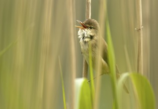 Eurasian Reed Warbler (Acrocephalus scirpaceus) singing, Mecklenburg-Western Pomerania, Germany