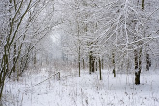 Winter Forest with Bare Trees and Branch with Snow in a Winter Day in Locarno, Ticino, Switzerland