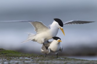 Greater Crested Tern (Thalasseus bergii) pair mating, Victoria, Australia